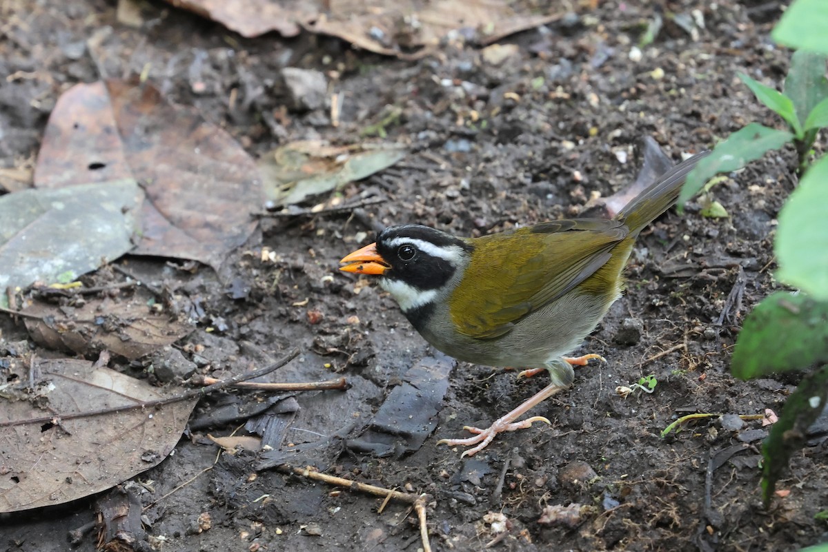 Orange-billed Sparrow (aurantiirostris Group) - ML610711859
