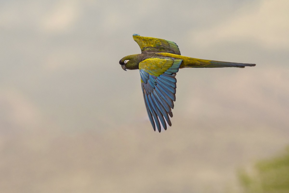 Burrowing Parakeet (Olive) - ADRIAN GRILLI