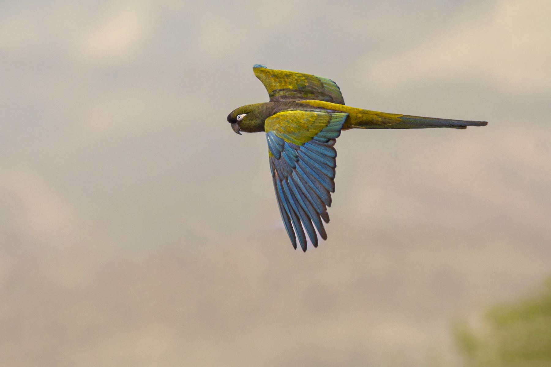 Burrowing Parrot (Olive) - eBird