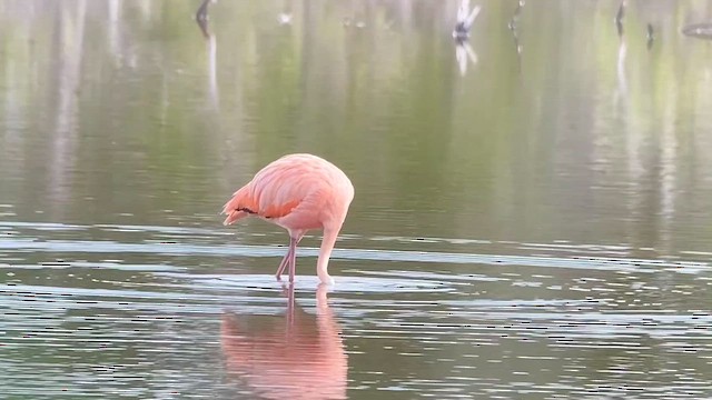 American Flamingo - ML610712837