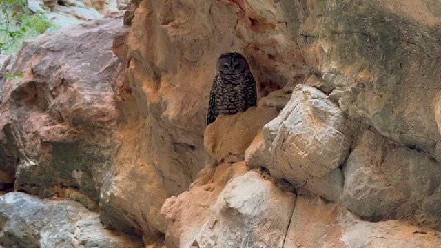 Spotted Owl - ML610712881