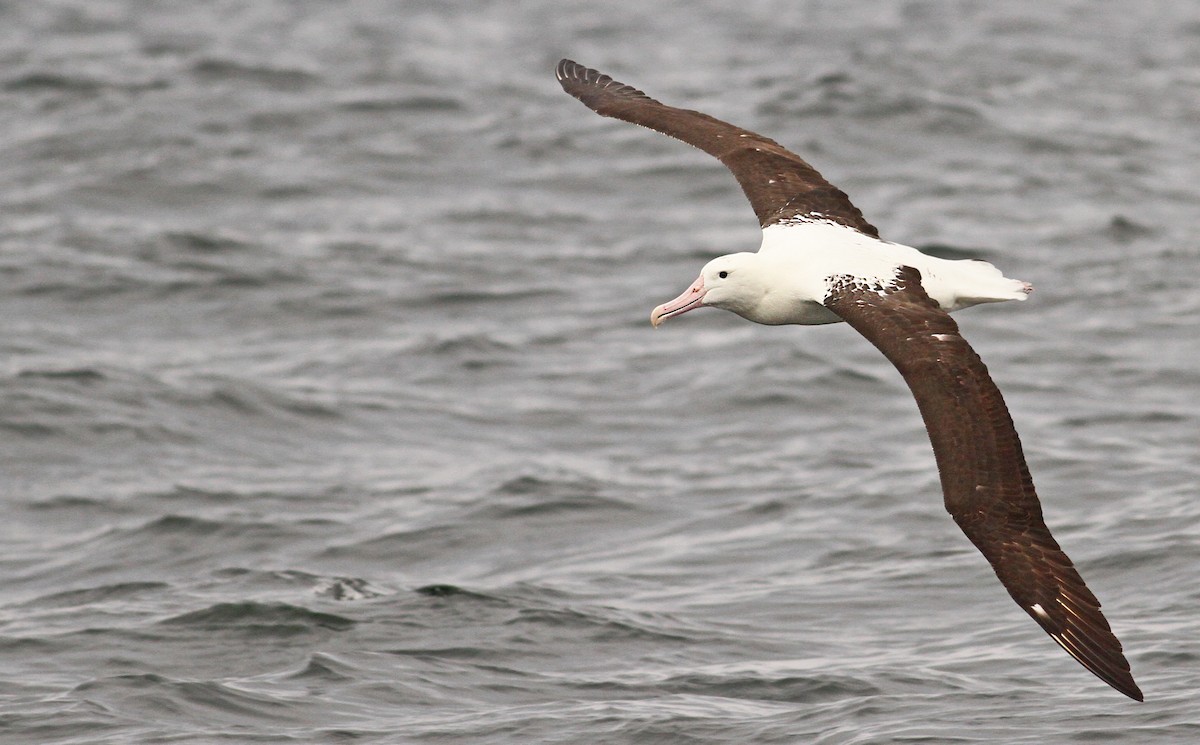 Northern Royal Albatross - ML61071331