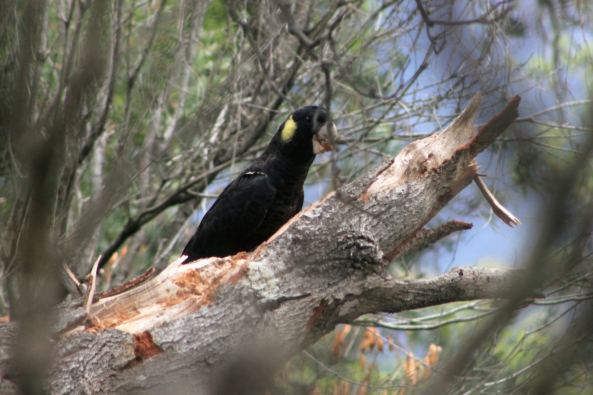 Yellow-tailed Black-Cockatoo - ML610713506