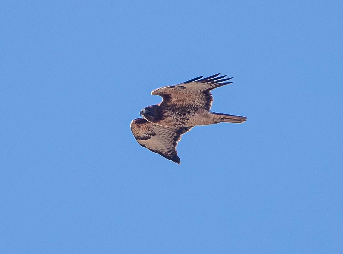 Red-tailed Hawk - ML610713828
