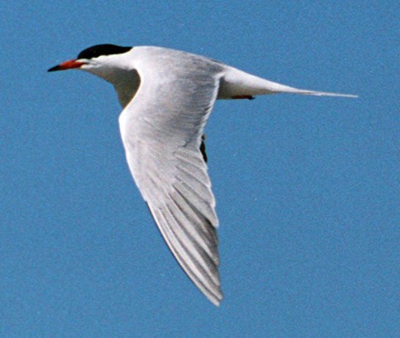 Common Tern - ML61071401
