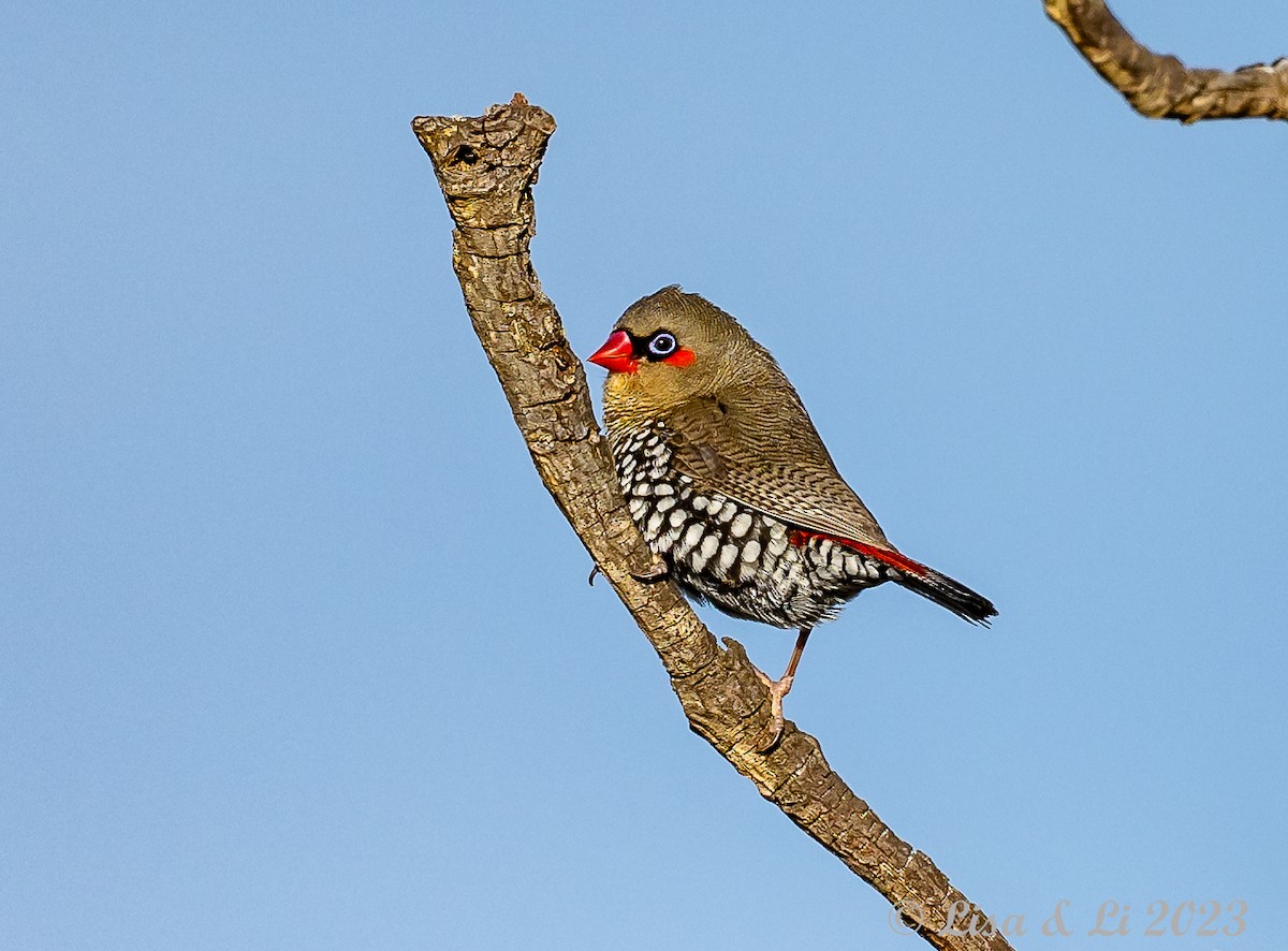 Red-eared Firetail - ML610714377