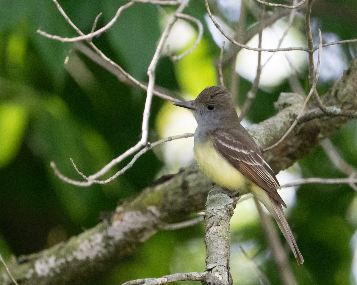 Great Crested Flycatcher - ML610714468
