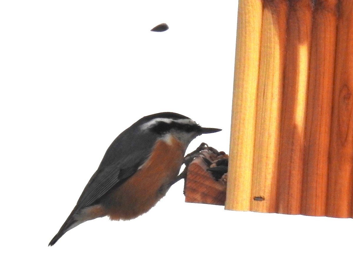 Red-breasted Nuthatch - ML610714479