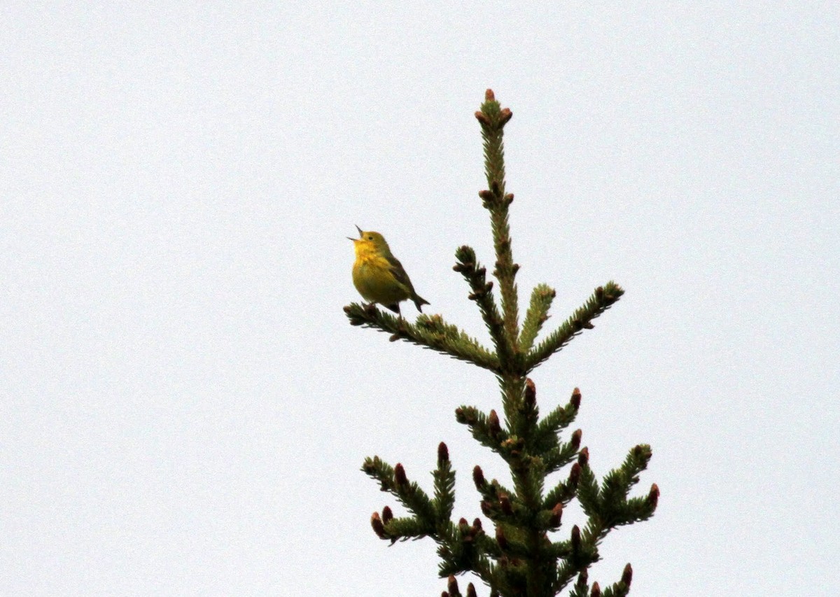 Yellow Warbler - karyl gabriel