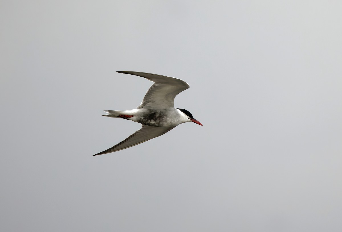 Whiskered Tern - Gus Daly