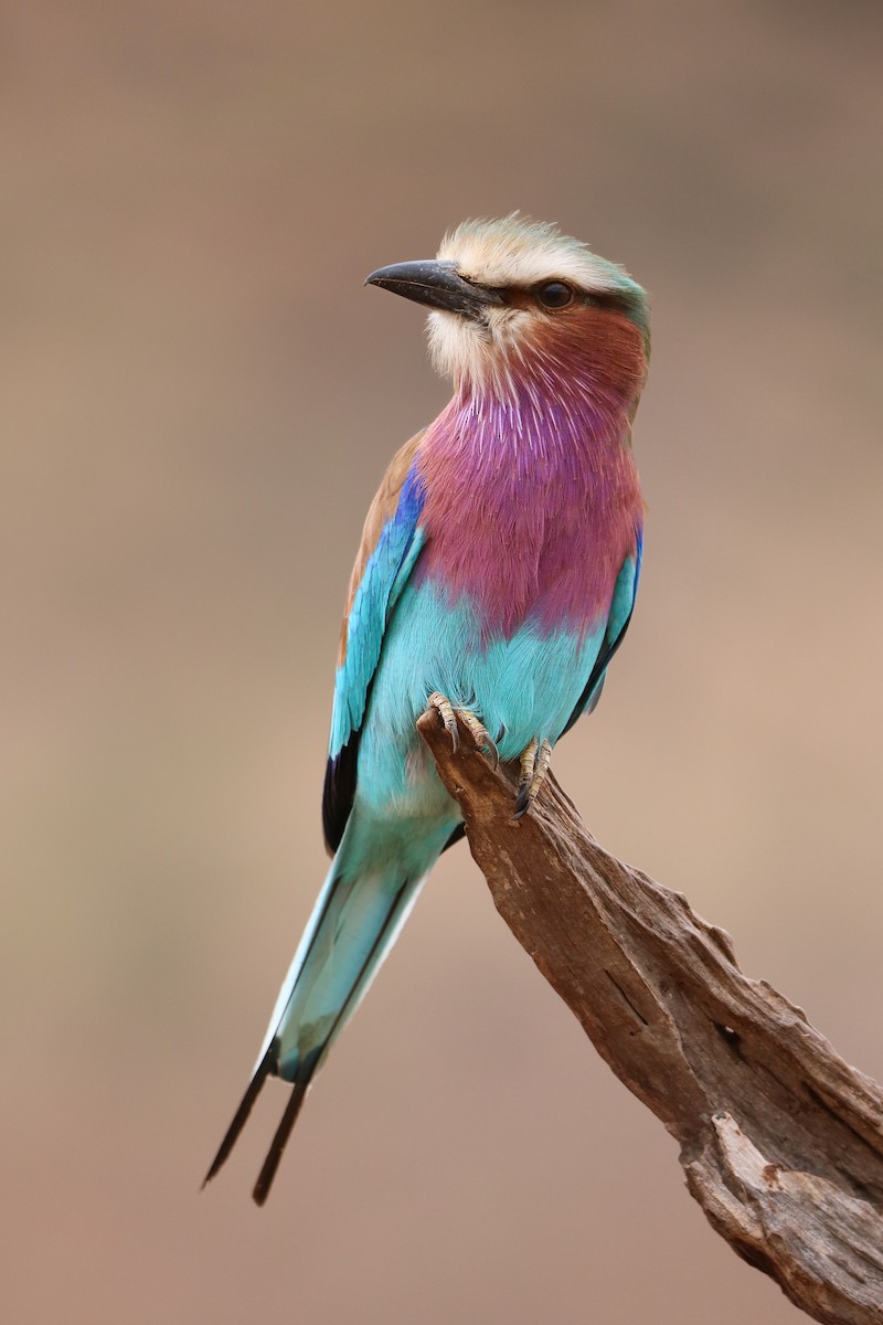 Lilac-breasted Roller - ML610715513