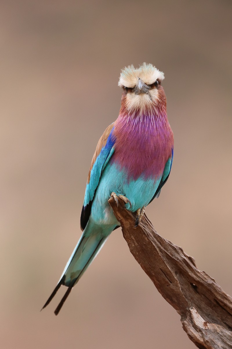 Lilac-breasted Roller - ML610715520