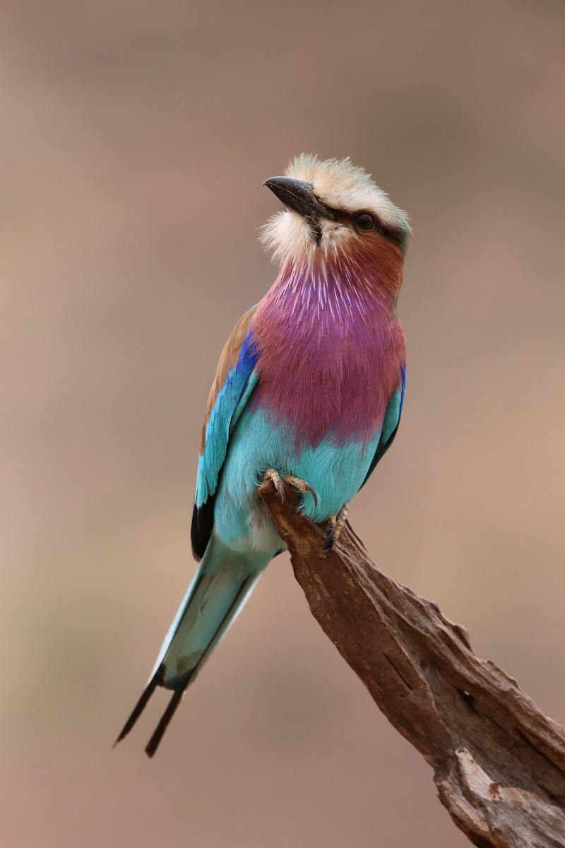 Lilac-breasted Roller - ML610715526
