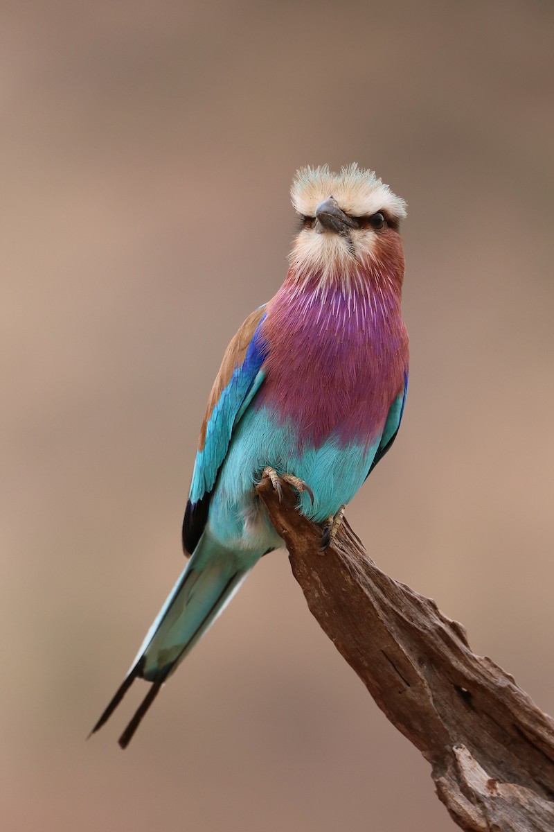 Lilac-breasted Roller - ML610715534