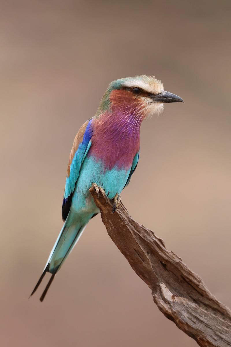 Lilac-breasted Roller - ML610715542