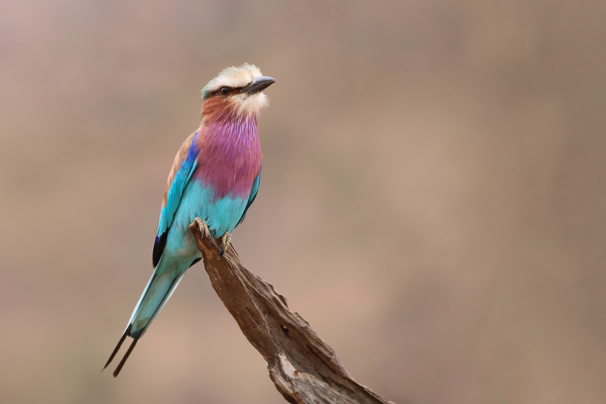 Lilac-breasted Roller - ML610715544