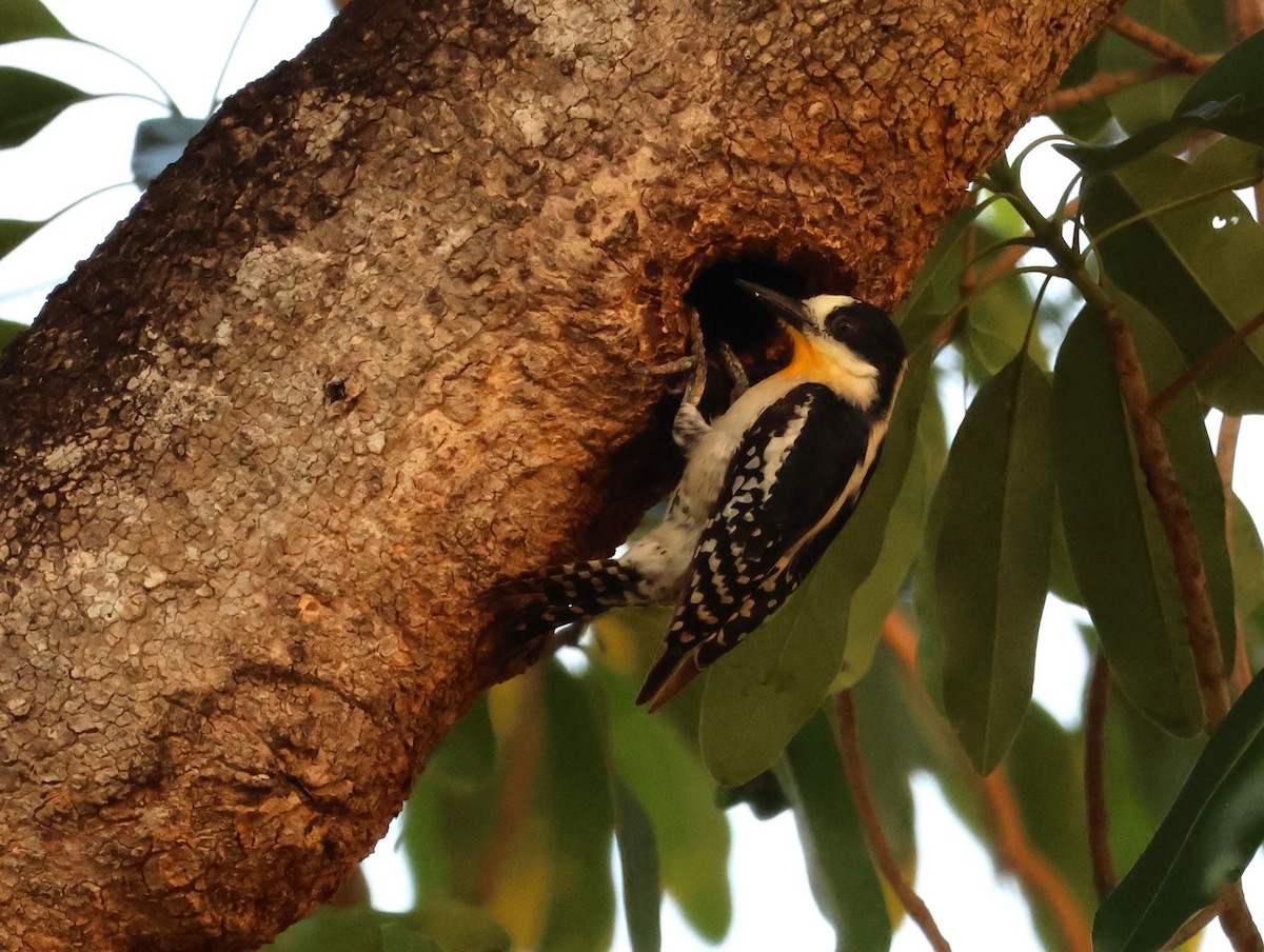 White-fronted Woodpecker - ML610715584