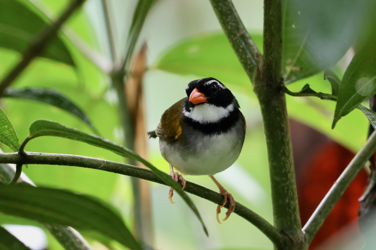 Orange-billed Sparrow (aurantiirostris Group) - ML610716172