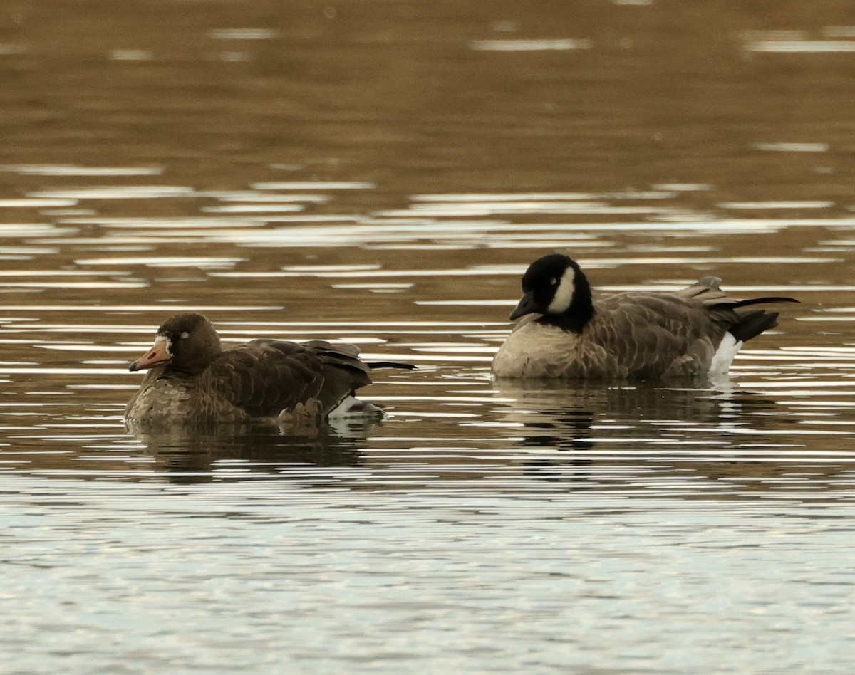 Greater White-fronted Goose - ML610716325