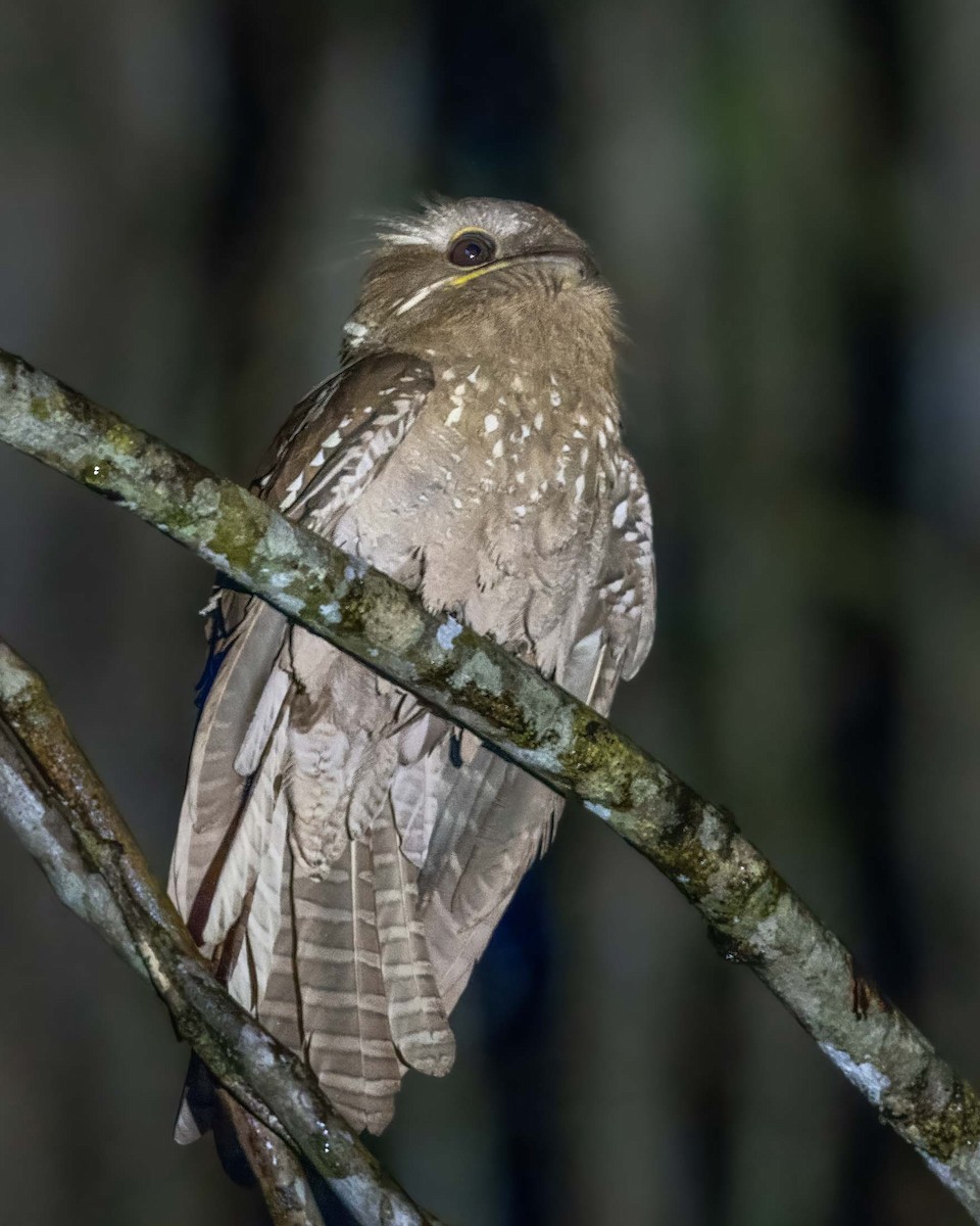 Large Frogmouth - ML610716545