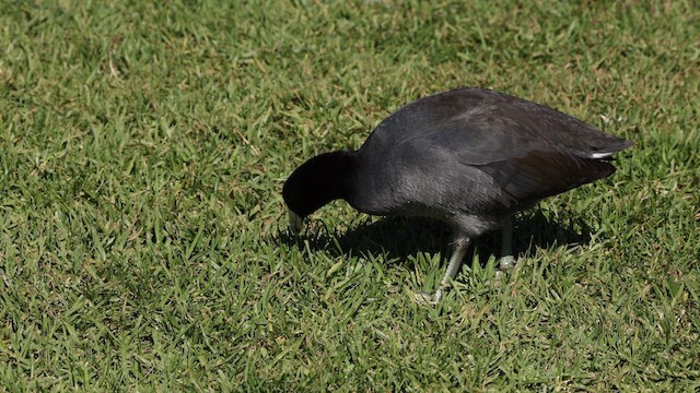 American Coot (Red-shielded) - ML610716784