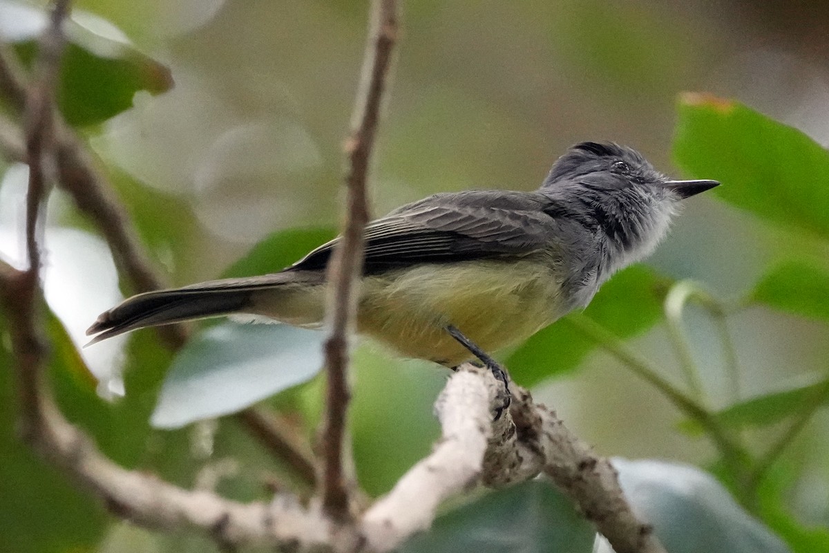 Sooty-crowned Flycatcher - ML610716796