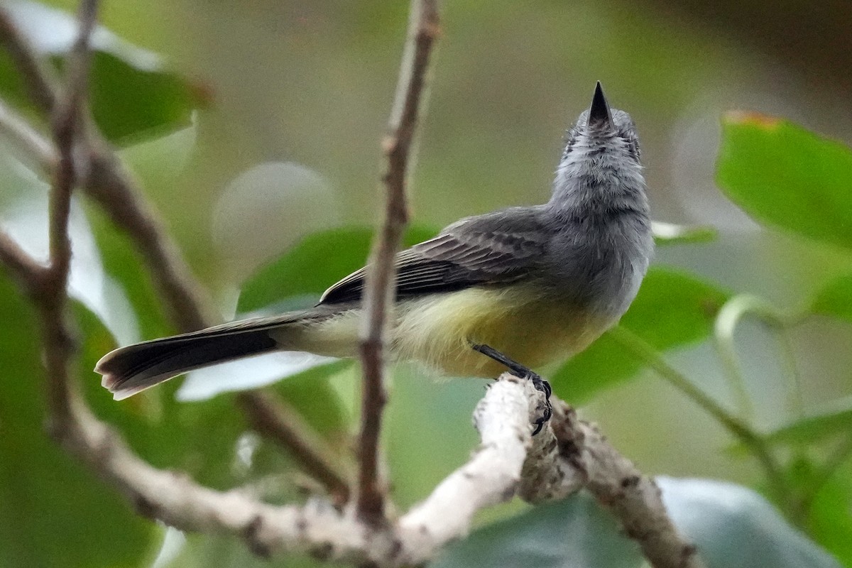 Sooty-crowned Flycatcher - ML610716797
