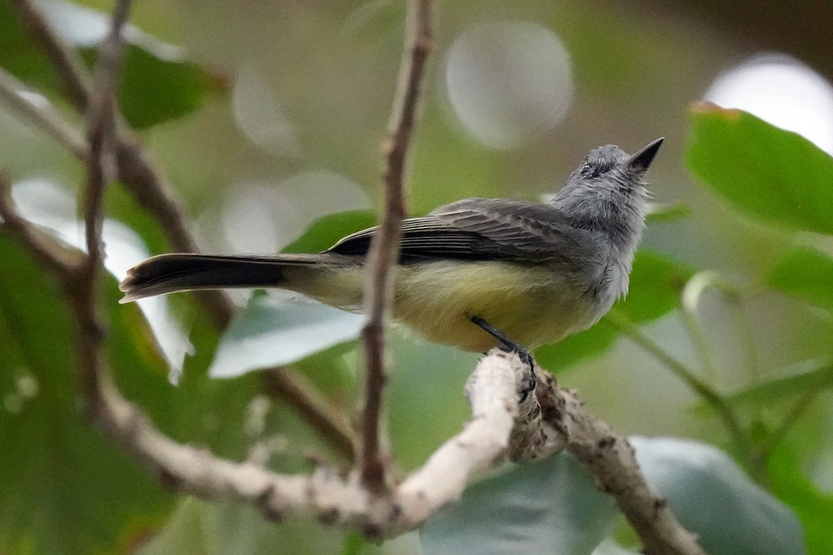 Sooty-crowned Flycatcher - ML610716798