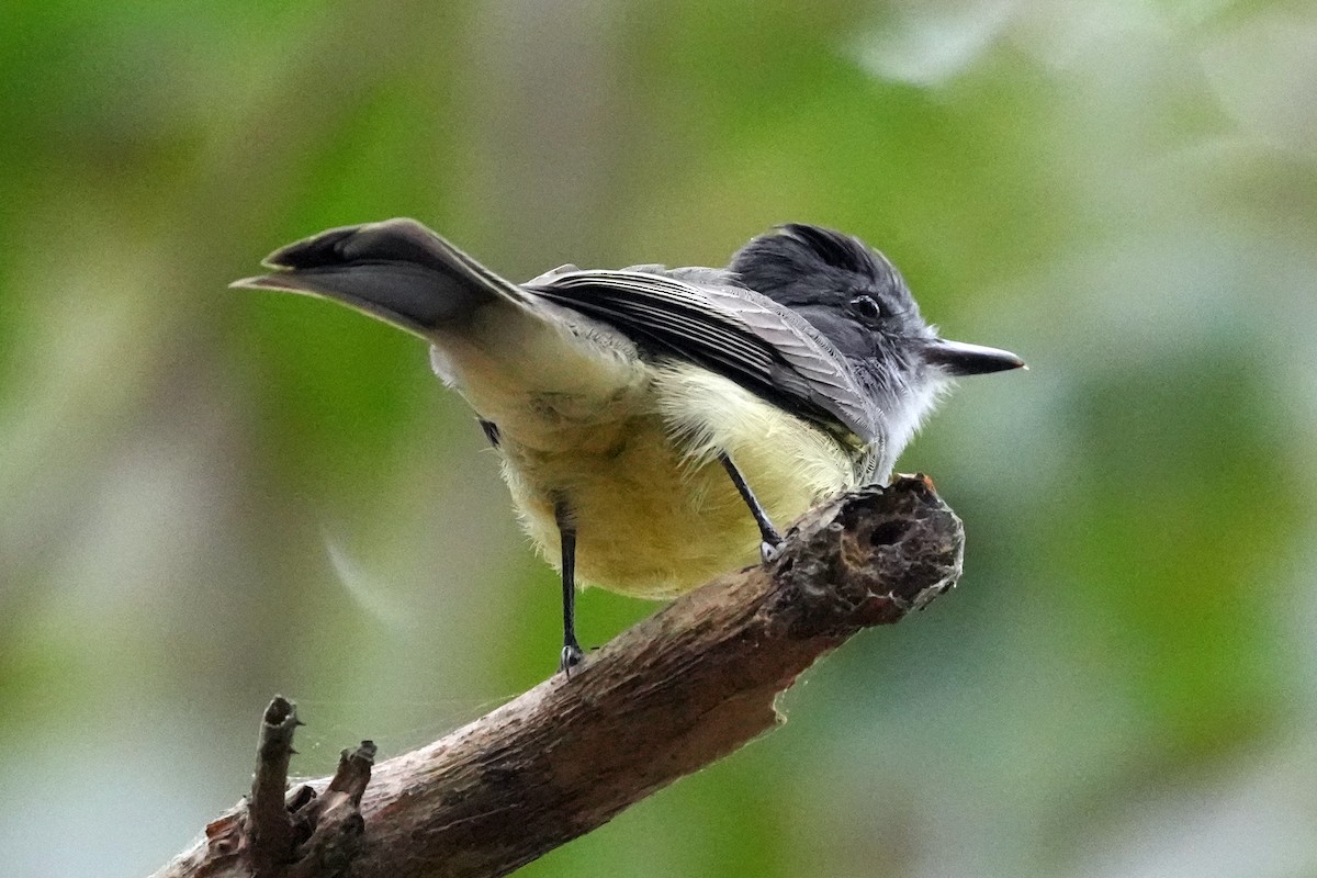 Sooty-crowned Flycatcher - ML610716799