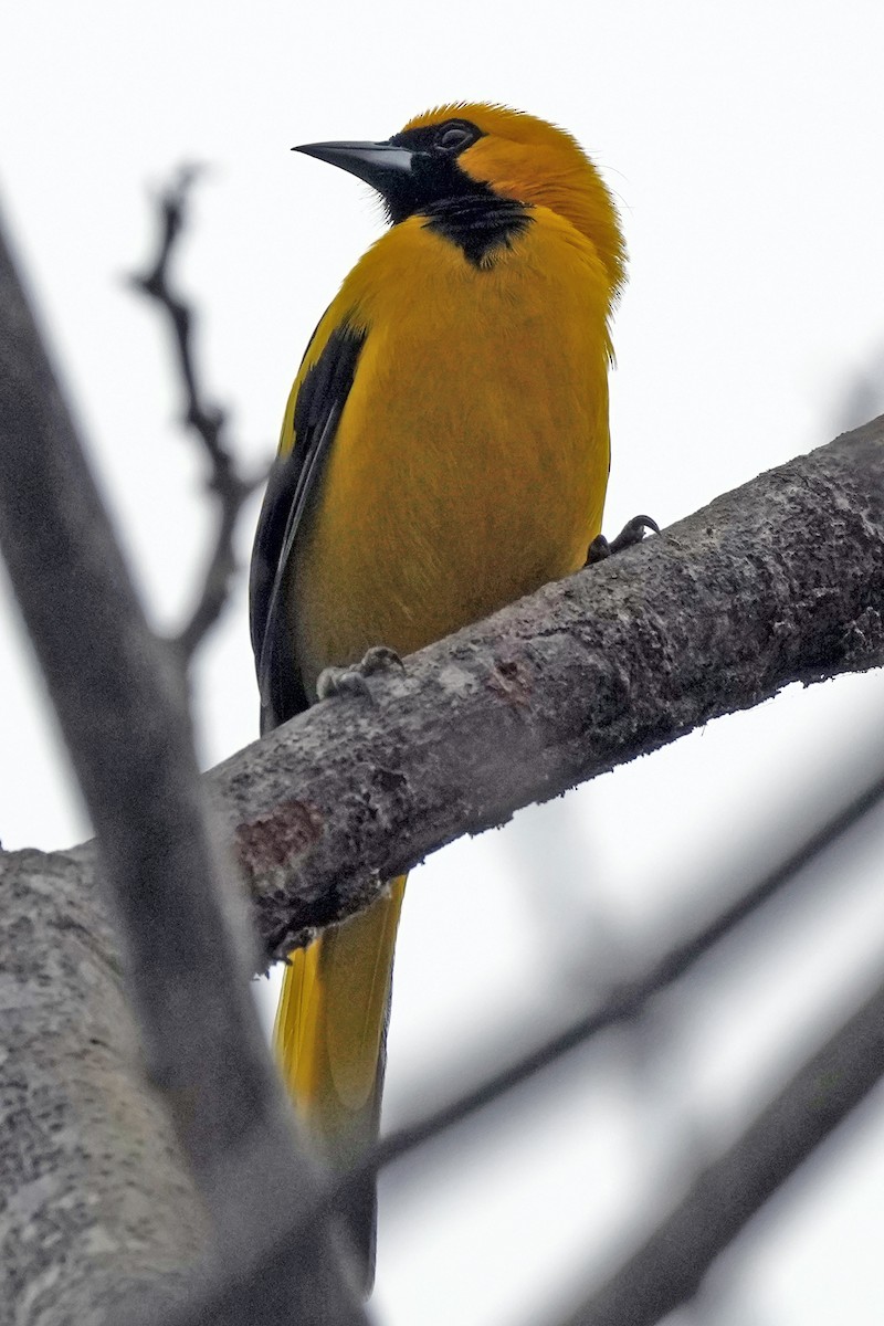 Yellow-tailed Oriole - ML610716855