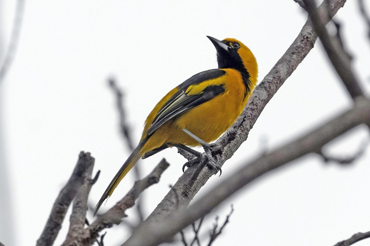 Yellow-tailed Oriole - ML610716857