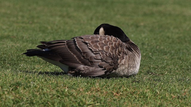 Cackling Goose (minima) - ML610716887