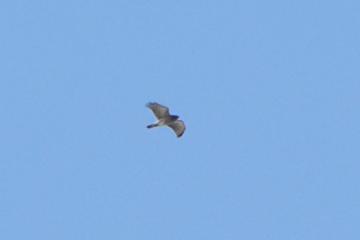 Buteo sp. - ML610717091