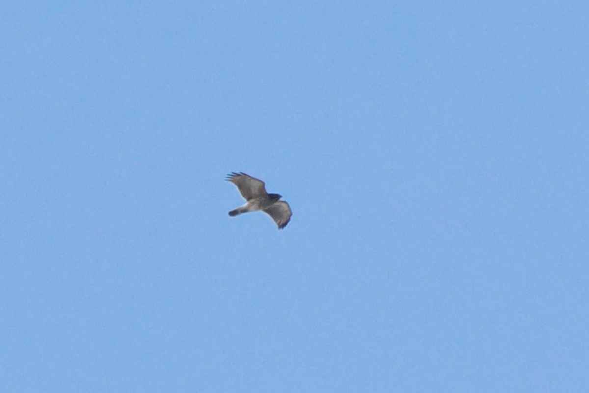 Buteo sp. - ML610717166
