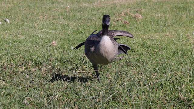 Cackling Goose (minima) - ML610717220