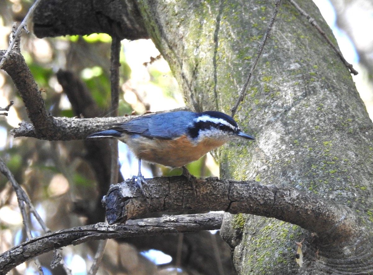 Red-breasted Nuthatch - ML610717357
