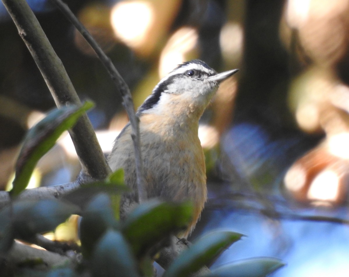 Red-breasted Nuthatch - ML610717358