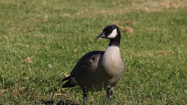 Cackling Goose (minima) - ML610717485