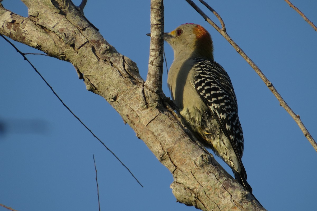 Golden-fronted Woodpecker - ML610717505