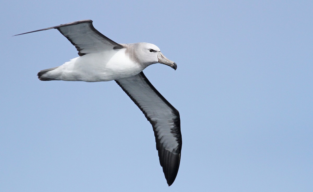 Salvin's Albatross - ML61071781