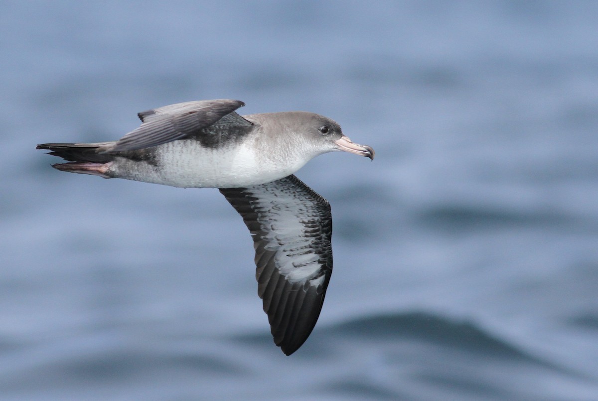 Pink-footed Shearwater - ML61071791