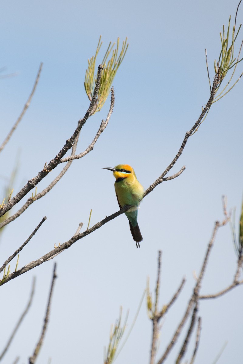 Rainbow Bee-eater - ML610718091
