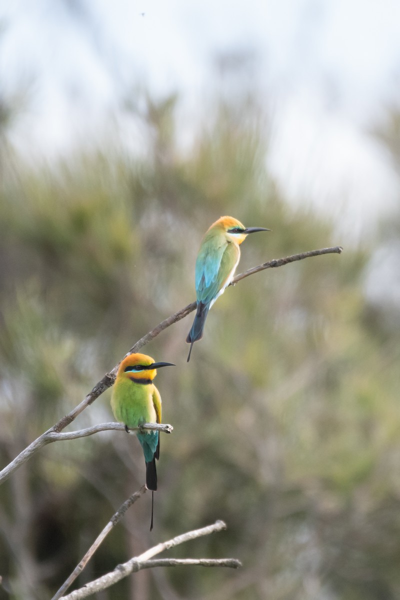Rainbow Bee-eater - ML610718092