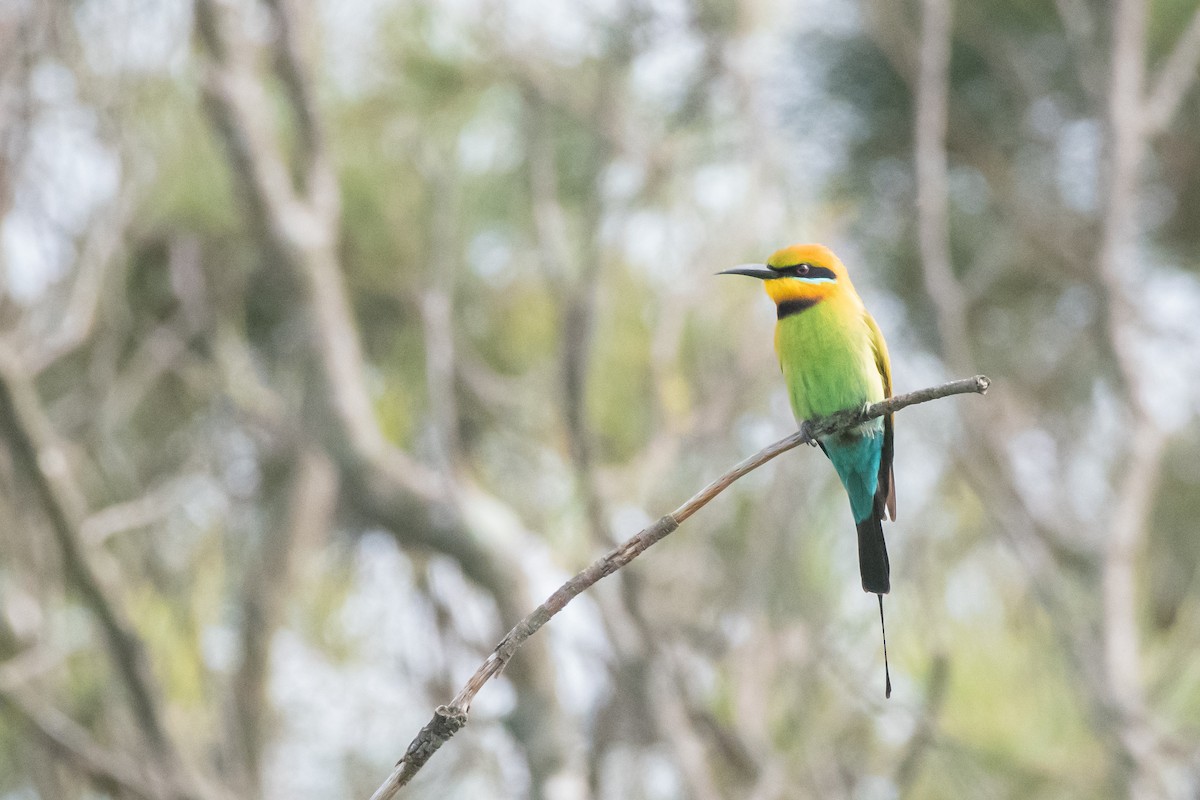 Rainbow Bee-eater - ML610718093
