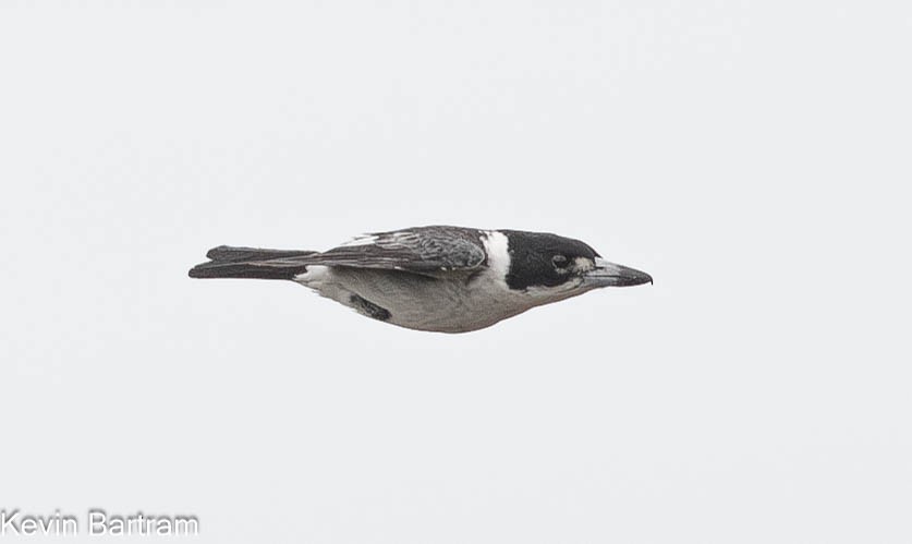 Gray Butcherbird - ML610718186