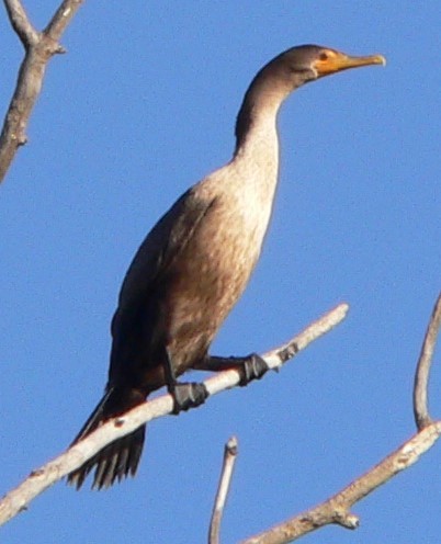 Double-crested Cormorant - William Flack