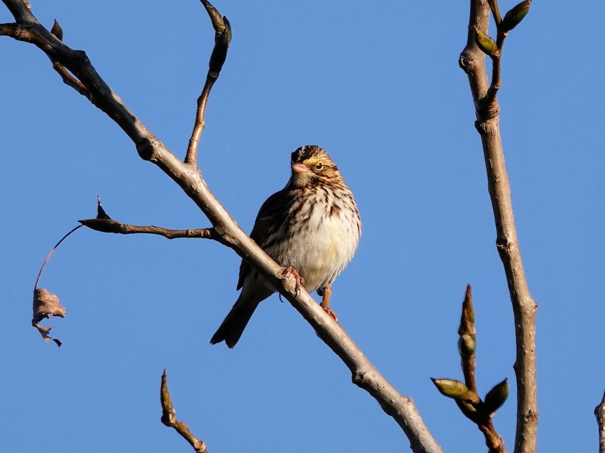 Savannah Sparrow (Savannah) - ML610718291