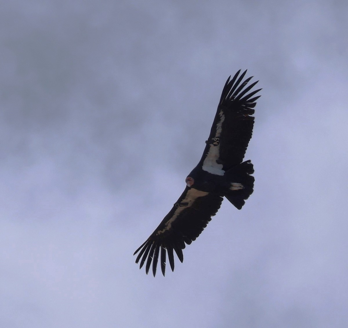 California Condor - ML610718514