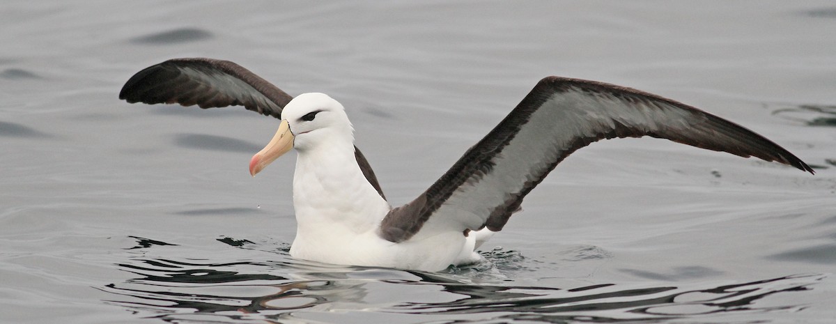 albatros černobrvý - ML61071861