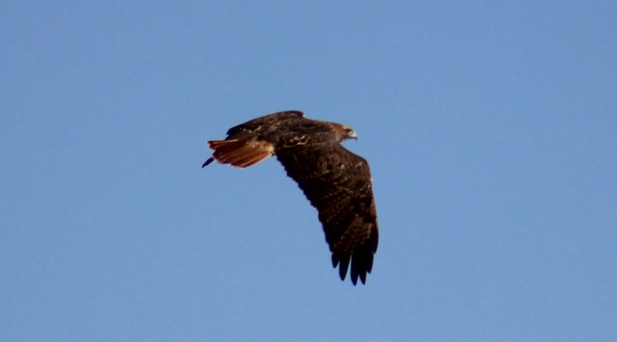 Red-tailed Hawk - ML610718632